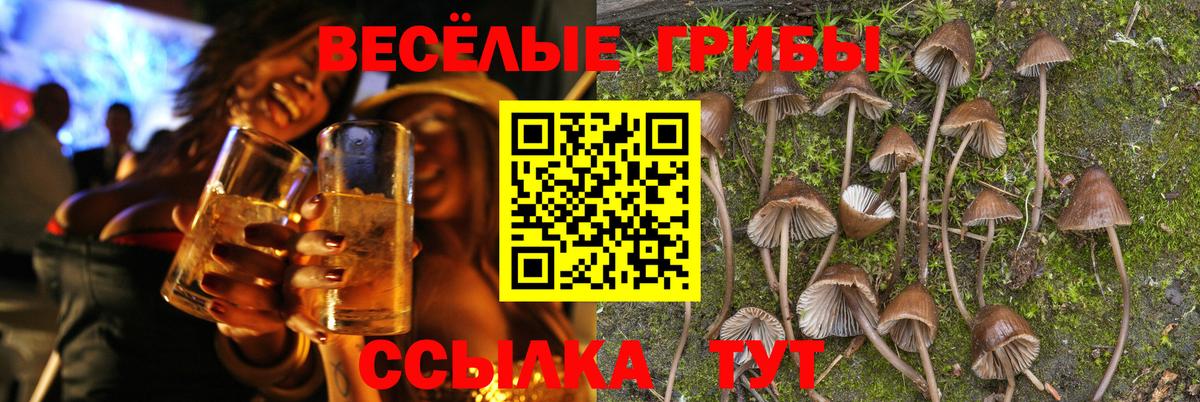 Котлас  Псилоцибиновые грибы Psilocybine cubensis  Вход с VPN  Псилоцибиновые грибы мицелий 